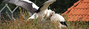 Störche 300 x 100px Storchenschutz und Storchenpflegestation